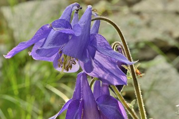 Aquilegia is also called Orlik or catchment. It belongs to the genus of perennial herbaceous plants of the buttercup family. - obrazy, fototapety, plakaty
