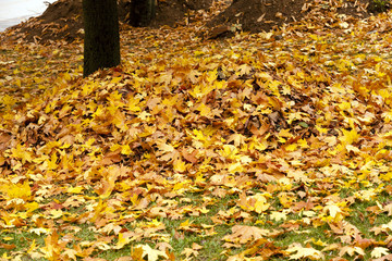fallen leaves  