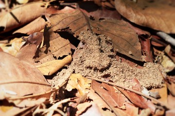 Dried leaves at the nature
