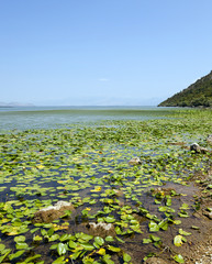 the lake  Montenegro 