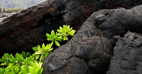 Naupaka Kahakai breaks through lava field