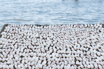 Dried Squid, traditional squids drying in the sun.
