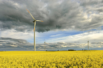 Wind power station in field with rape oil seed plants, Poland