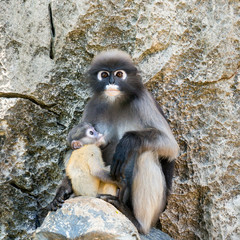 young dusky langur in hug of mother
