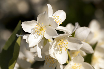 jasmine flowers  