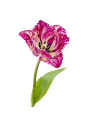purpl fringed tulip