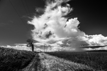 lonely tree on a country road