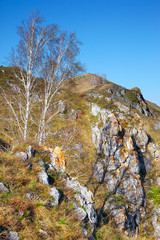 Fototapeta na wymiar Birch on the cliff in Altai mountains