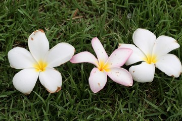 Frangipani flower on green grass.