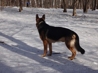 Собака овчарка, стоящая зимой на снегу в солнечный день
