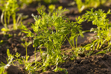 carrot field  
