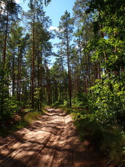 the dirt sandy road in the pine wood
