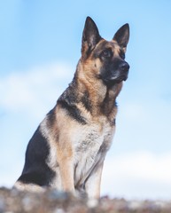 German Shepherd