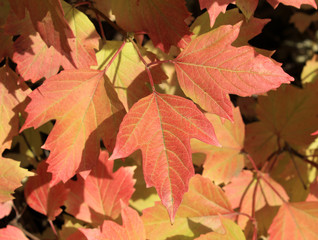 Naklejka na ściany i meble Autumn colors. Red leaves of viburnum