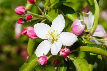 The blossoming apple-tree