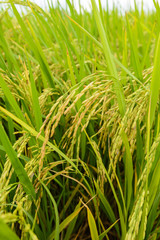 Paddy green Rice Fields in Thailand.