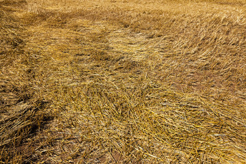 agriculture  
