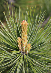 Spring. Young shoot of pine-tree