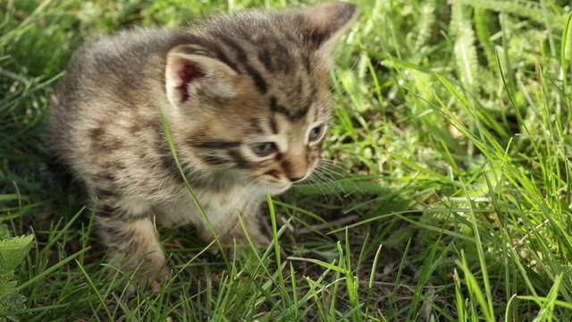 Little tabby kittens  on green grass HD