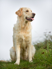 Golden retriever dog on sunny day