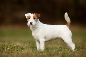 Purebred Jack Russell Terrier dog © Mikkel Bigandt