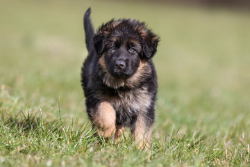 German Shepherd Puppy
