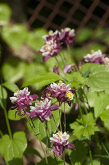 aquilegia magpie