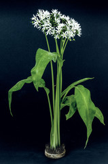 Ramson or wild garlic