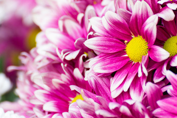 Gerbera flower of the daisy family