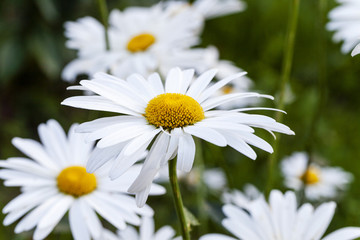 white  camomile  