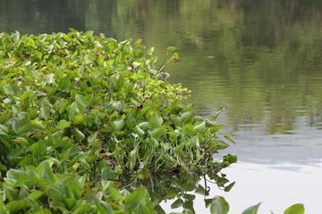 Obraz na płótnie Canvas Water Hyacinth (Eichhornia crassipes) in lake