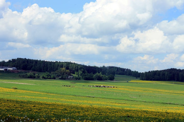 Цветущее поле рапса