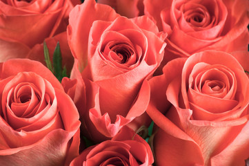 Rose flowers close-up