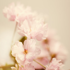 Sakura flowers, soft abstract floral backgrounds
