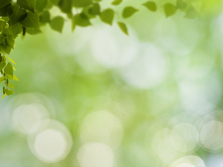Obraz premium Abstract natural backgrounds with birch foliage and beauty bokeh