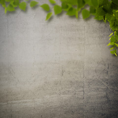 Abstract natural backgrounds with birch foliage against concrete