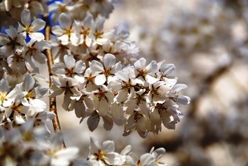 満開の桜