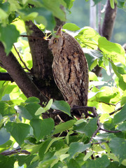Eurasian Scops Owl