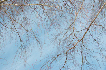 birch branches against the sky