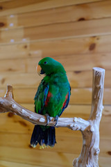 Obraz premium Colorful Parrot