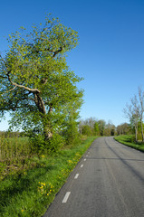 Vibrant country road