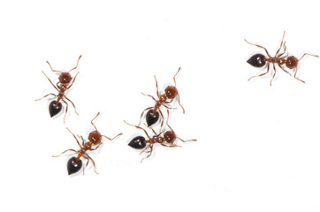 ants on a white background