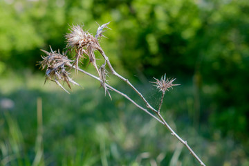 Prickle plant