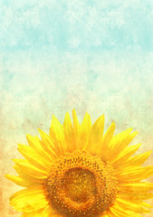 Fototapeta premium Texture of the old paper with sunflower