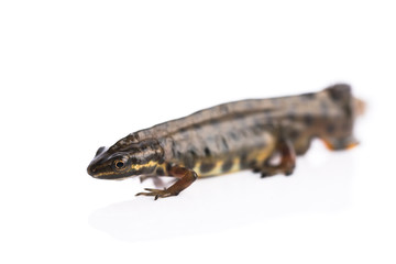 Smooth newt on white background