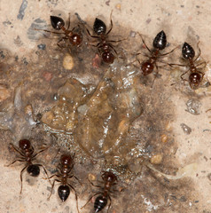 ants eat