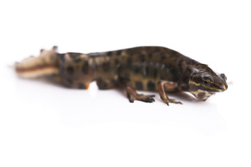 Smooth newt on white background