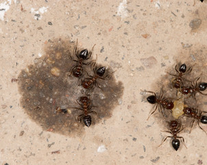 ants eat