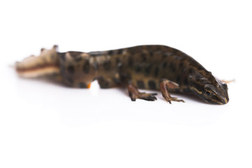 Smooth newt on white background