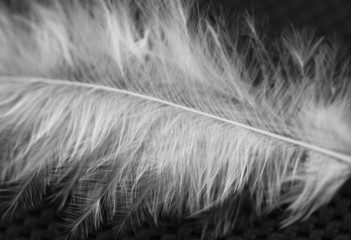 Obraz premium black bird feather